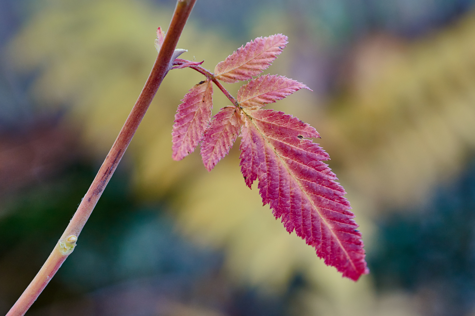 Herbst im Essigbaum