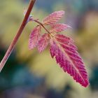 Herbst im Essigbaum