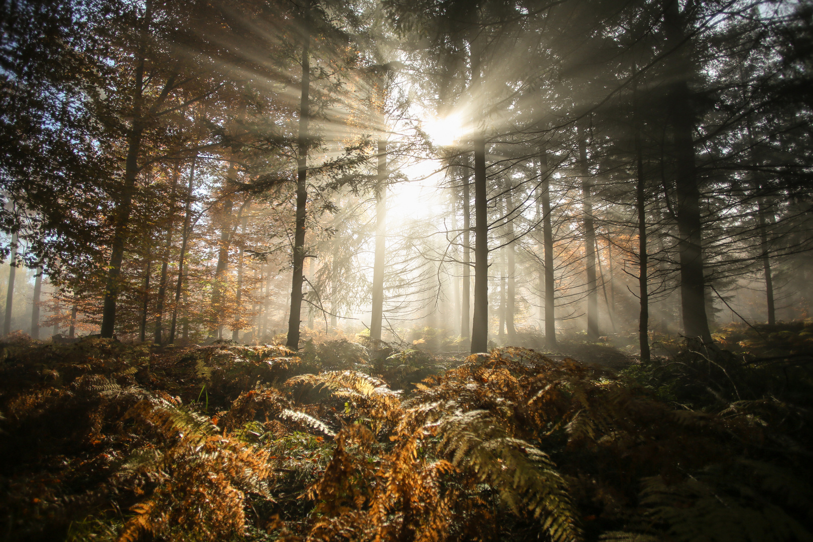 Herbst im Farnwald