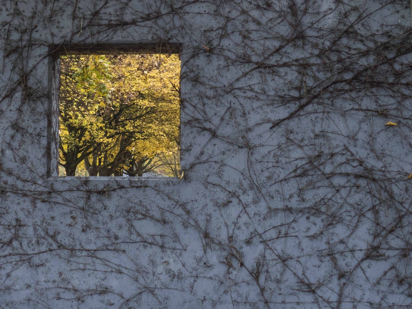 Herbst im Fenster...