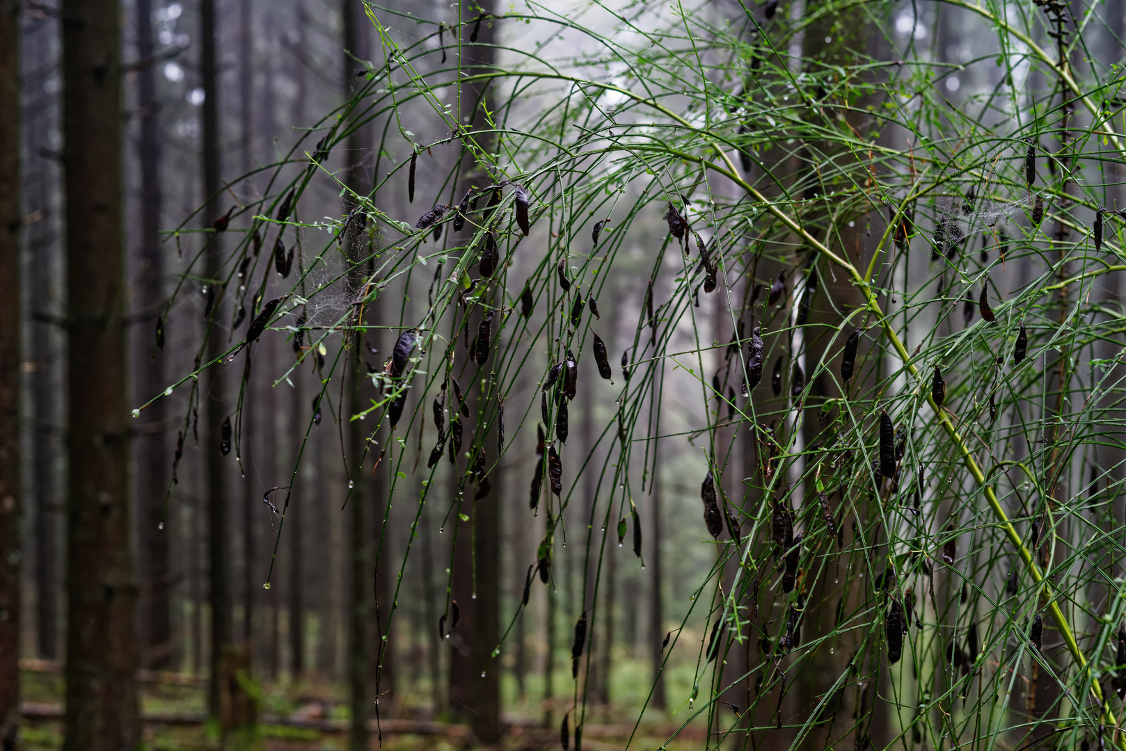 Herbst im Fichtenwald