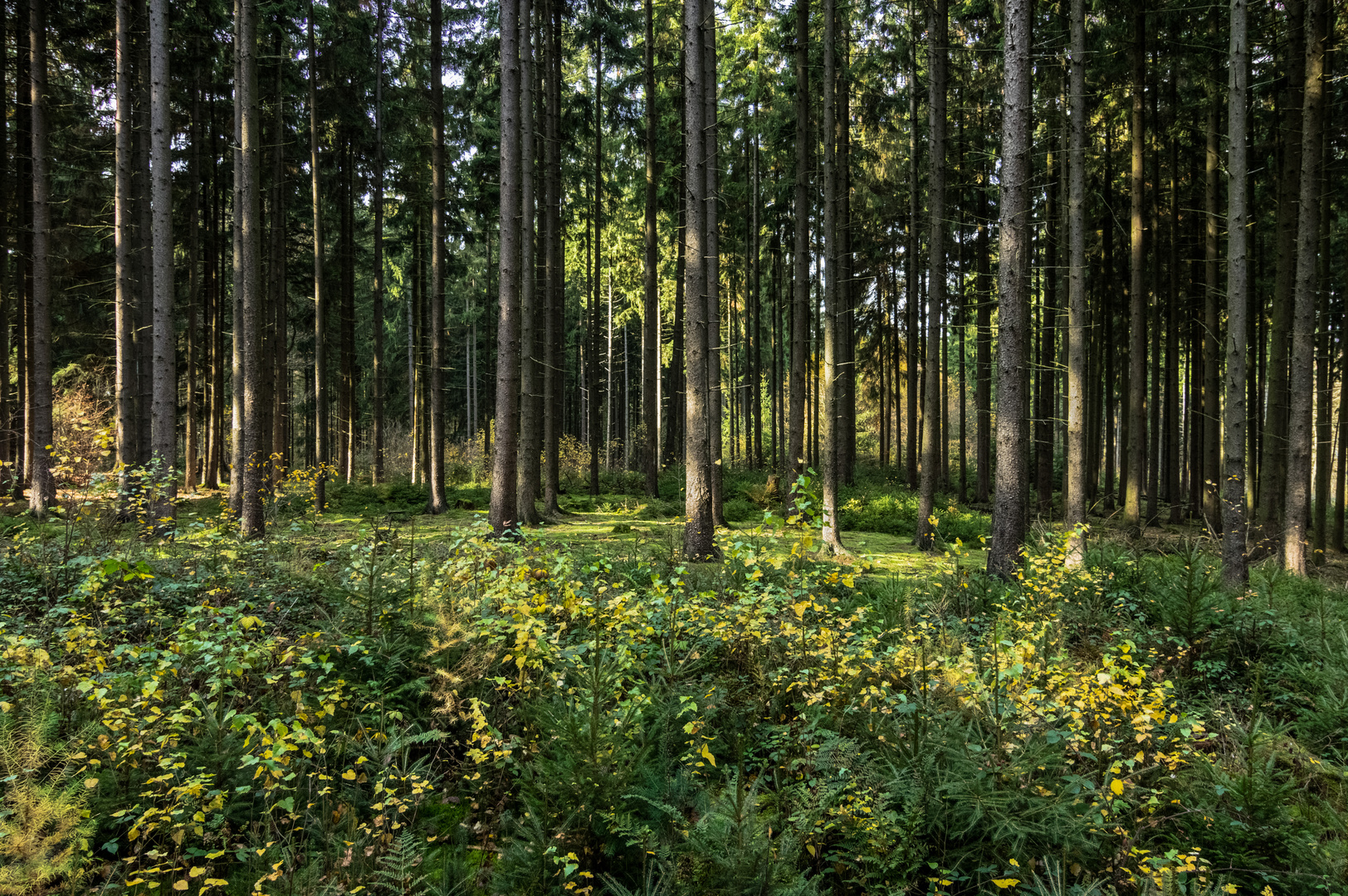 Herbst im Fichtenwald