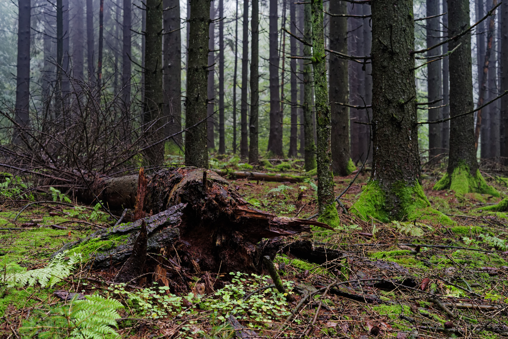 Herbst im Fichtenwald