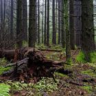 Herbst im Fichtenwald