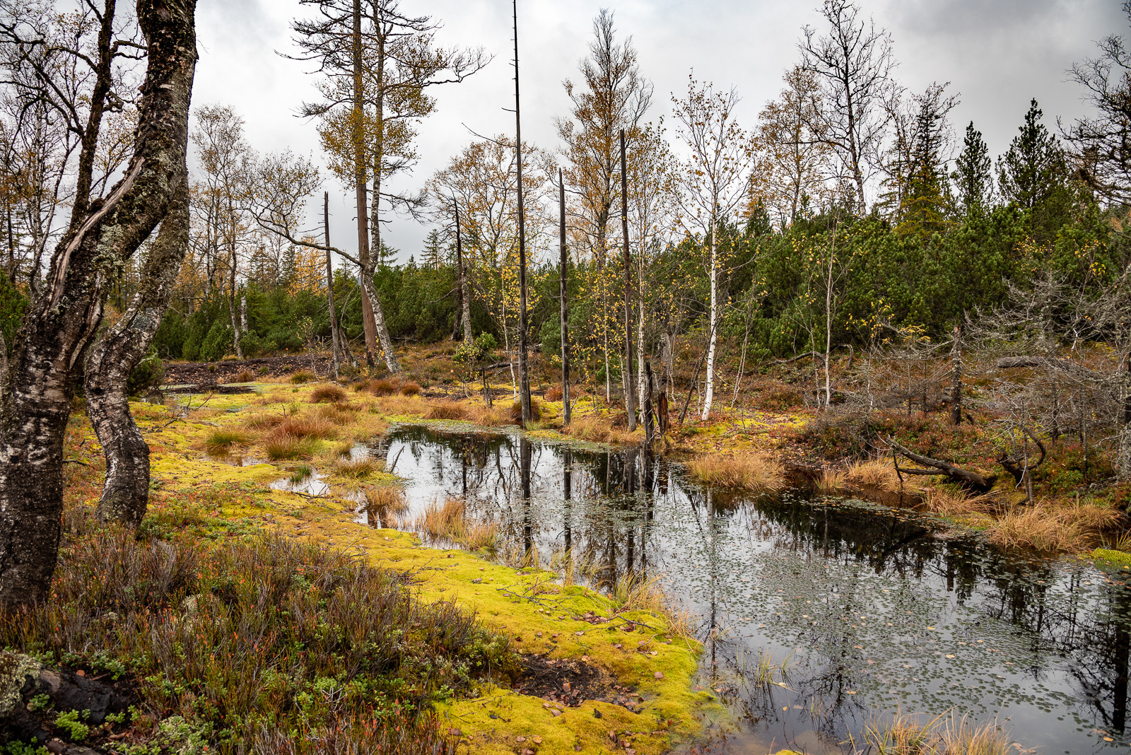 Herbst im Finsterauer Filz