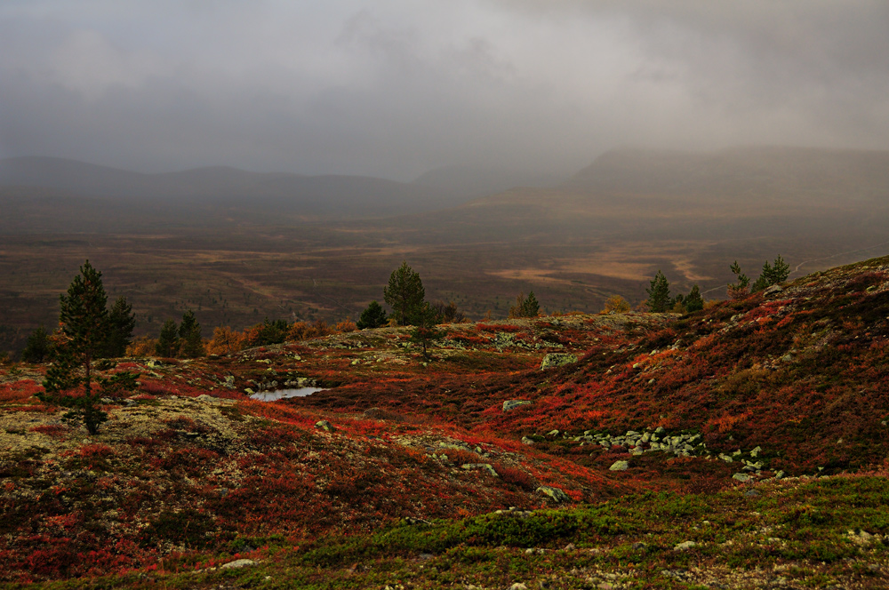 Herbst im Fjäll