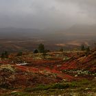 Herbst im Fjäll