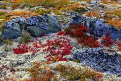 Herbst im Fjell