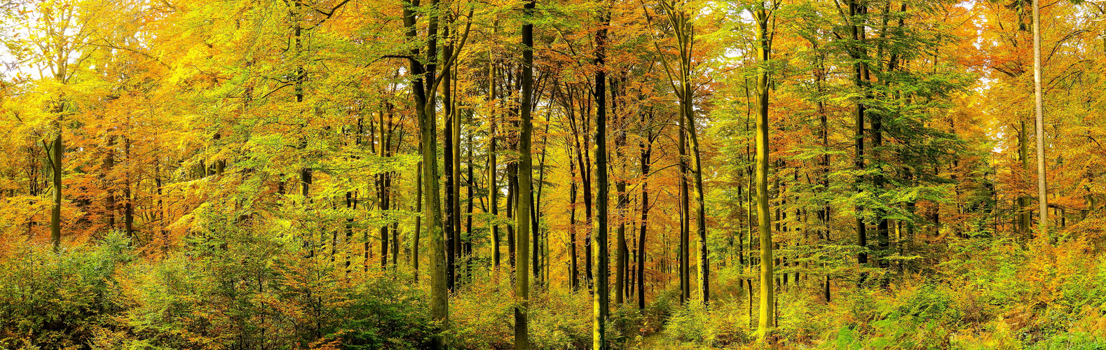 Herbst im Fleisbacher Forst