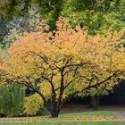 Herbst im Florapark