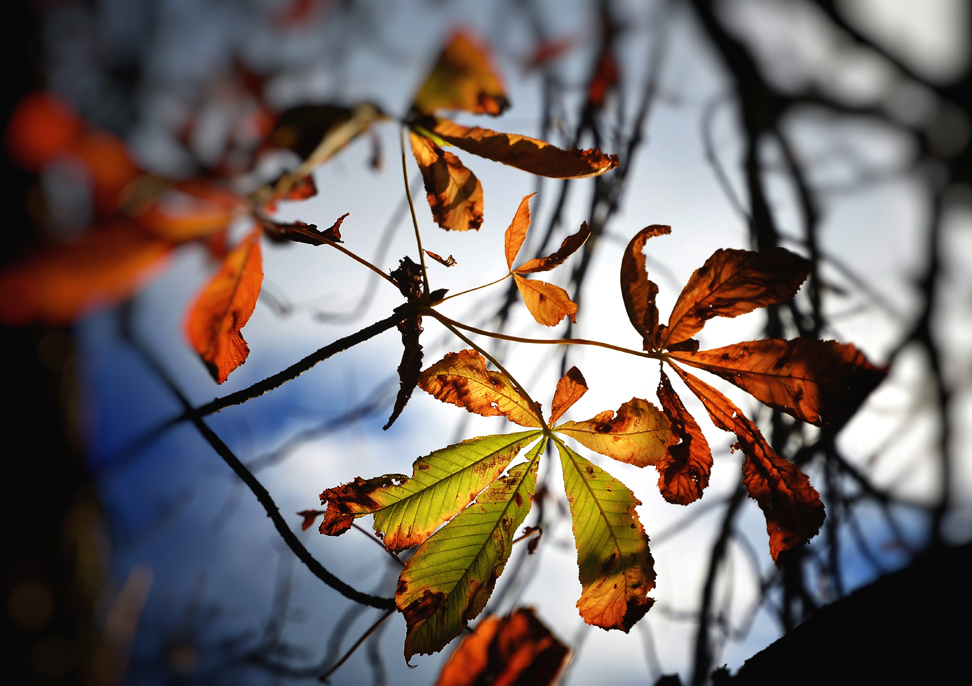 Herbst im Fokus