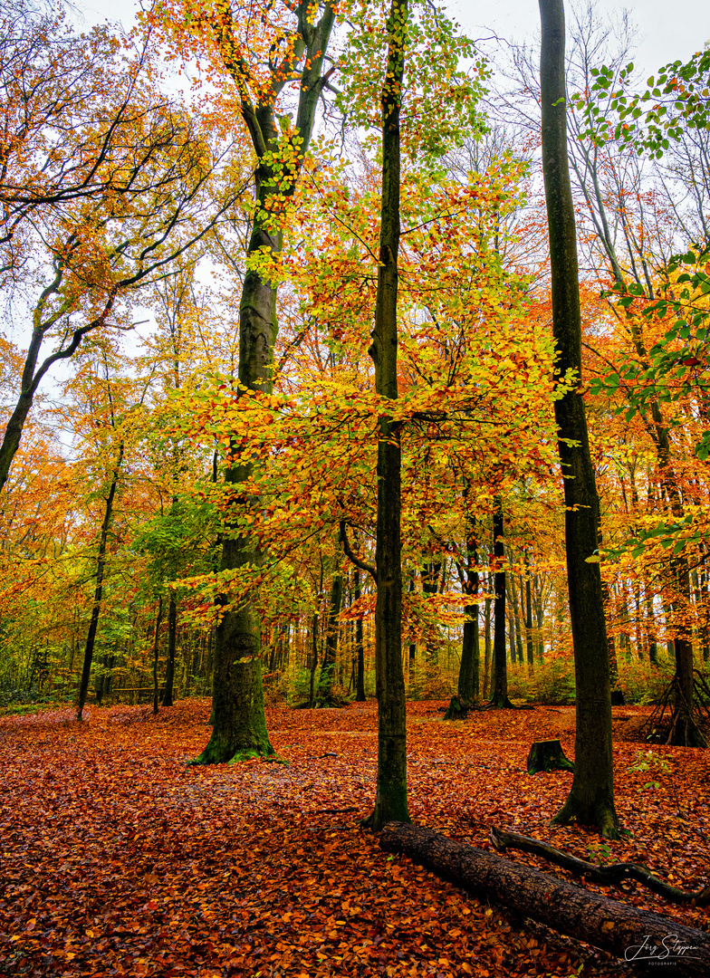 Herbst im Forstwald