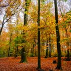 Herbst im Forstwald