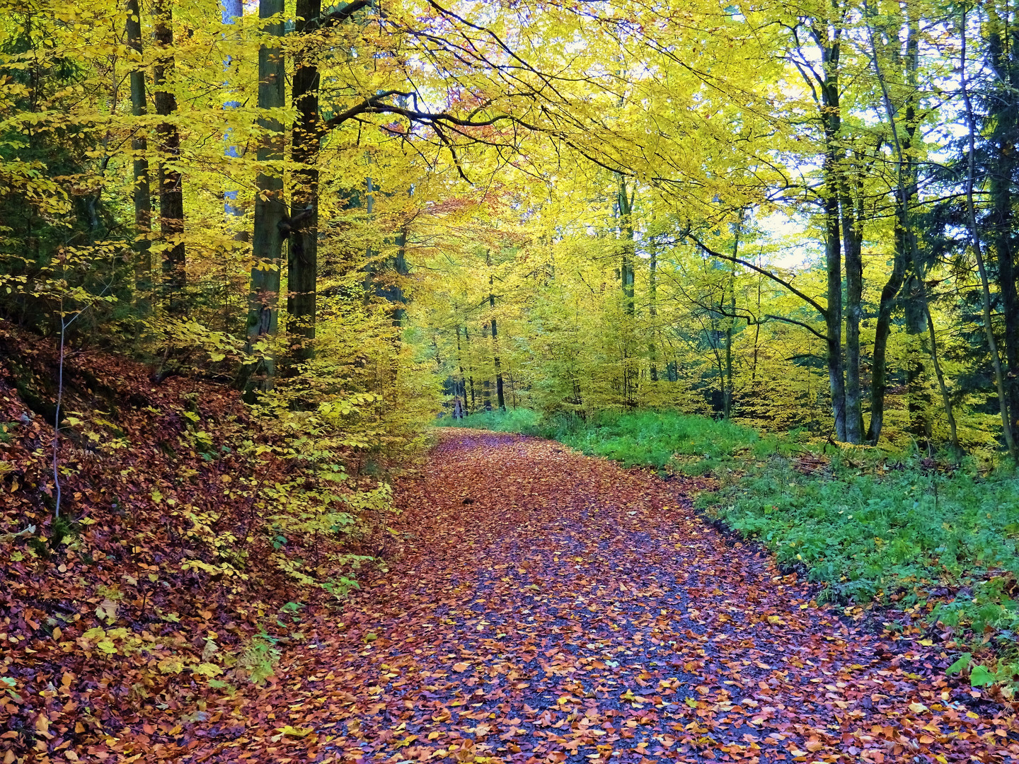 Herbst im Frankenwald 