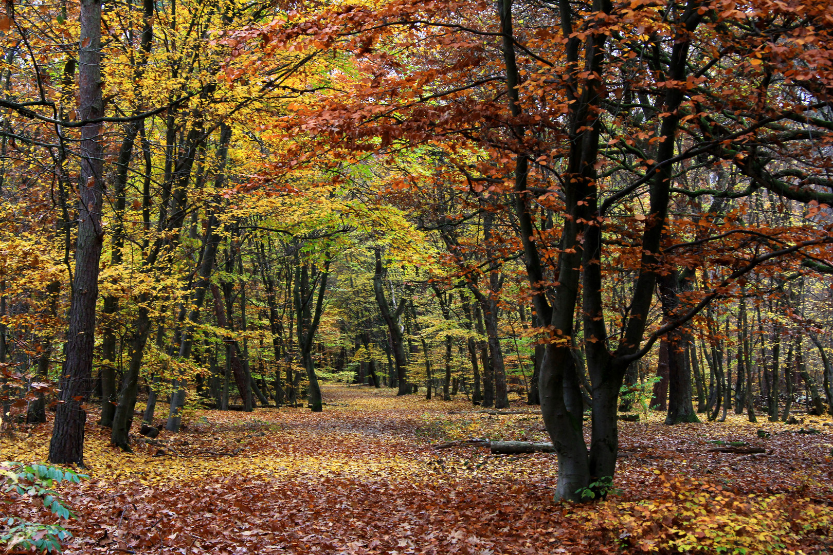 Herbst im Frankfurter Stadtwald