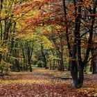 Herbst im Frankfurter Stadtwald