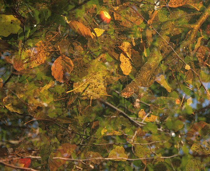 Herbst im Frankfurter Stadtwald II