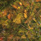 Herbst im Frankfurter Stadtwald II