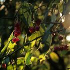 Herbst im Frankfurter Stadtwald III