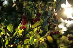 Herbst im Frankfurter Stadtwald III