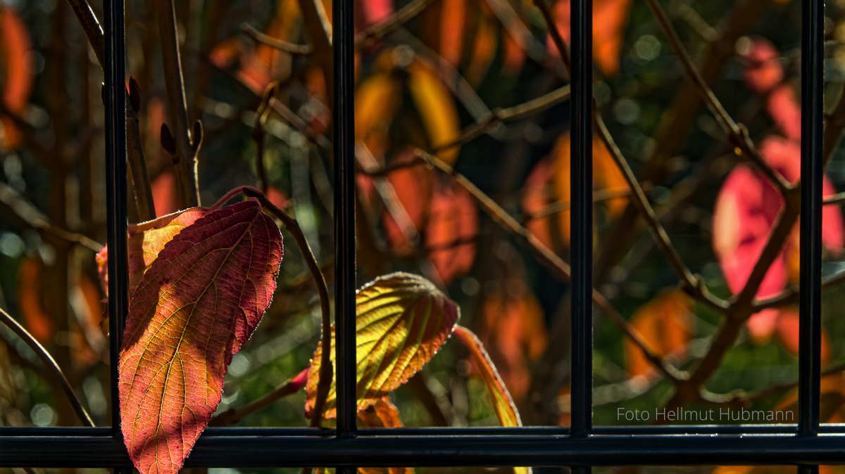 HERBST IM FREMDEN GARTEN