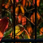 HERBST IM FREMDEN GARTEN