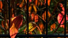 HERBST IM FREMDEN GARTEN