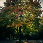 Herbst im Fritz-Schloß-Park