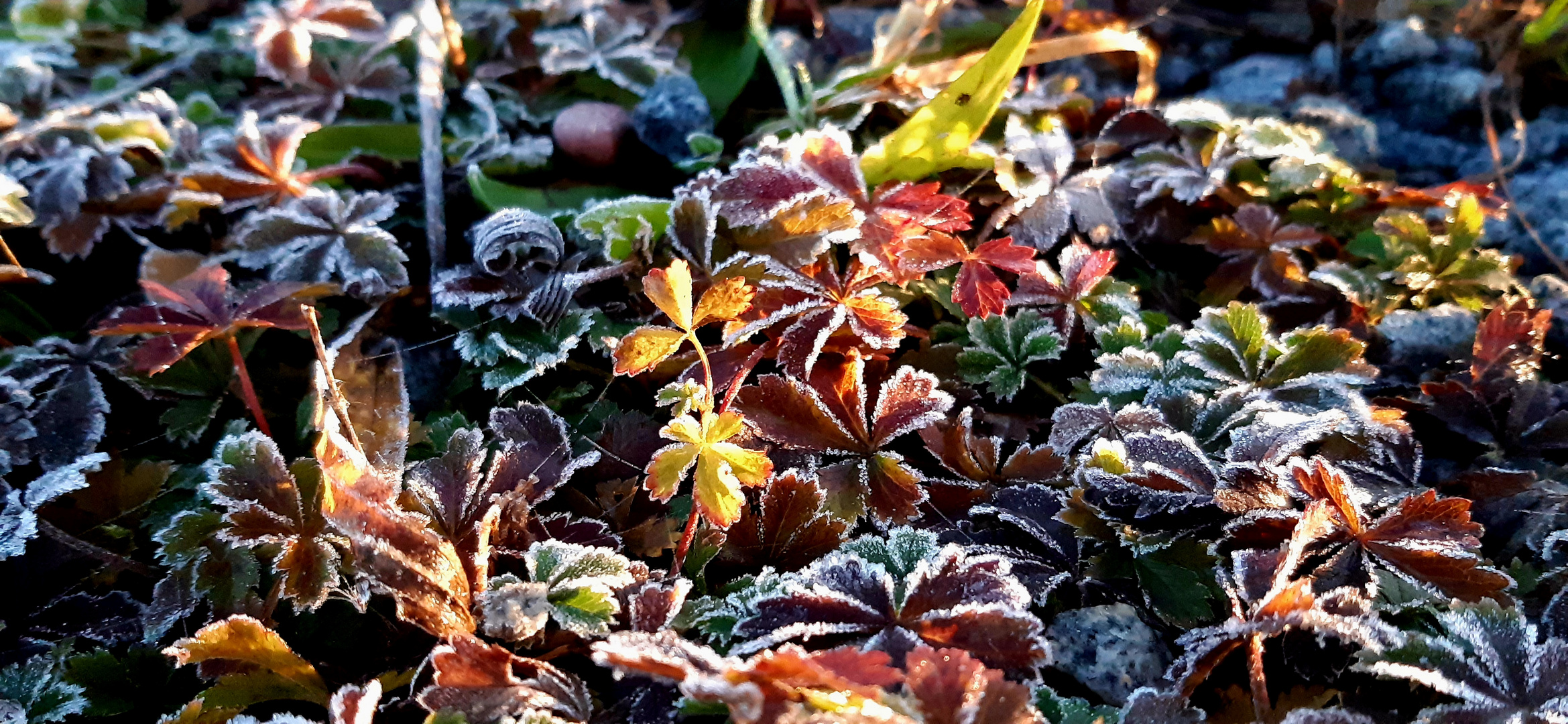 Herbst im Frost