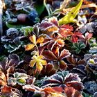 Herbst im Frost