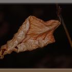 Herbst im Frühjahr