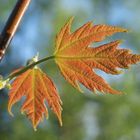 Herbst im Frühjahr?