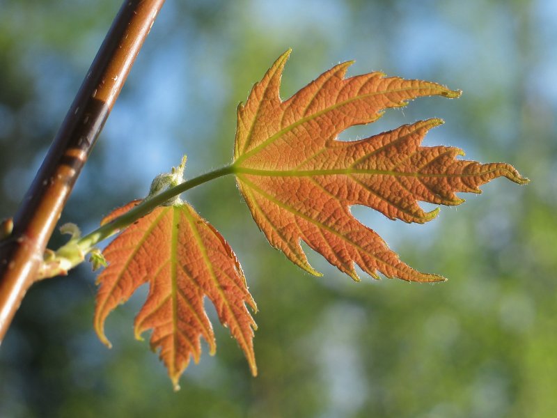 Herbst im Frühjahr?