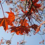 Herbst im Frühling