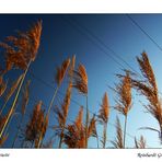 Herbst im Frühling ?