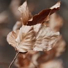 Herbst im Frühling