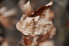 Herbst im Frühling