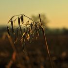 Herbst im Frühling ?