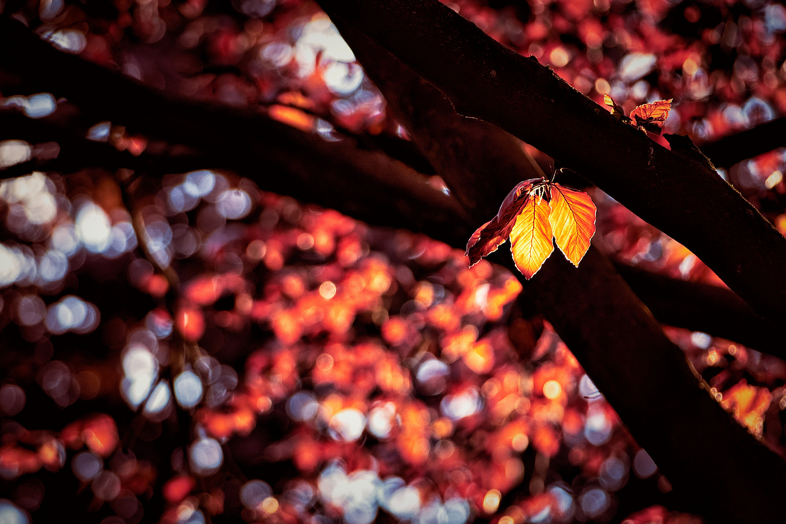 Herbst im Frühling? 