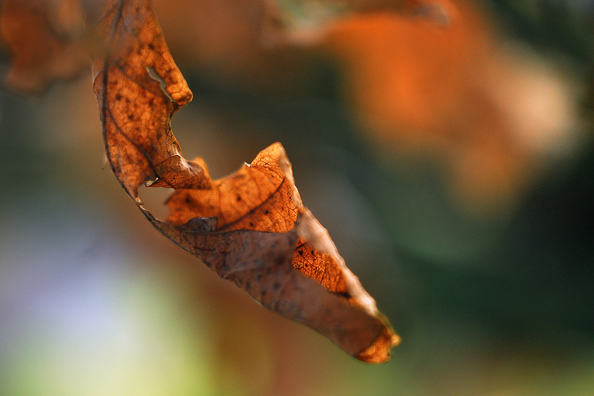 Herbst im Frühling