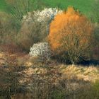 Herbst im Frühling