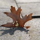 Herbst im Frühling 