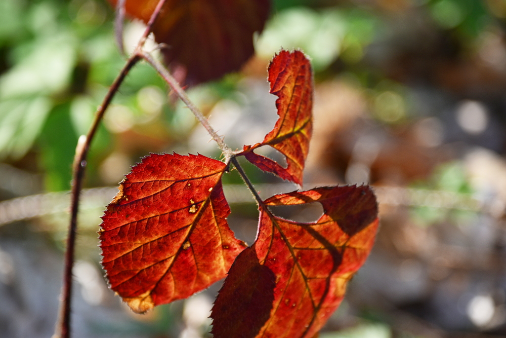 Herbst im Frühling