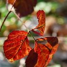 Herbst im Frühling