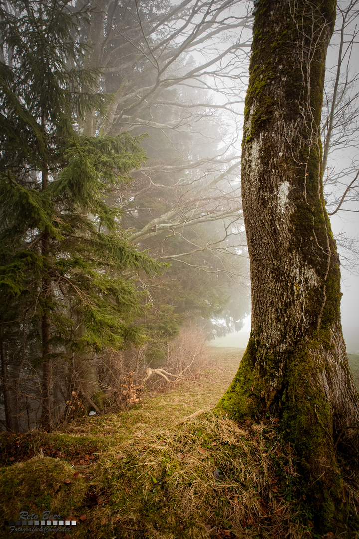 Herbst im Frühling