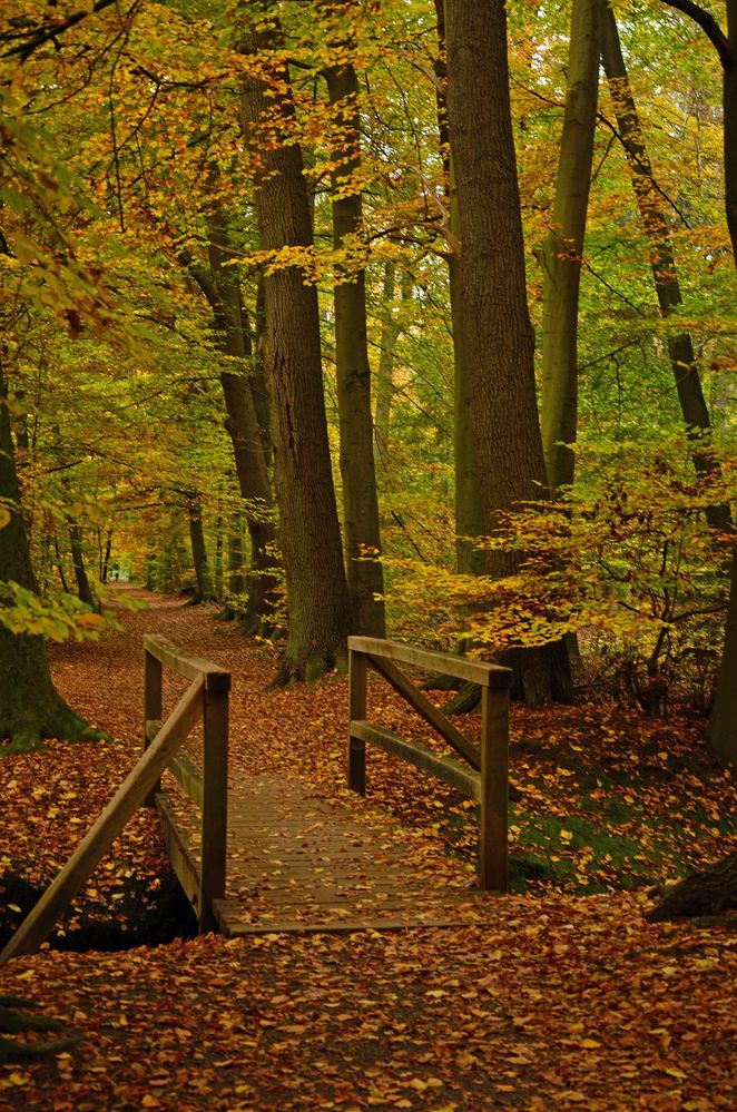 Herbst im Füchteler Wald