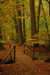 Herbst im Füchteler Wald