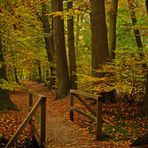 Herbst im Füchteler Wald