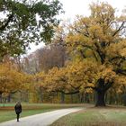 Herbst im Fürst Pückler Park (Sachsen)