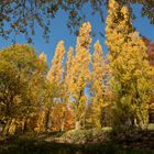 Herbst im Fürstenlager Bensheim